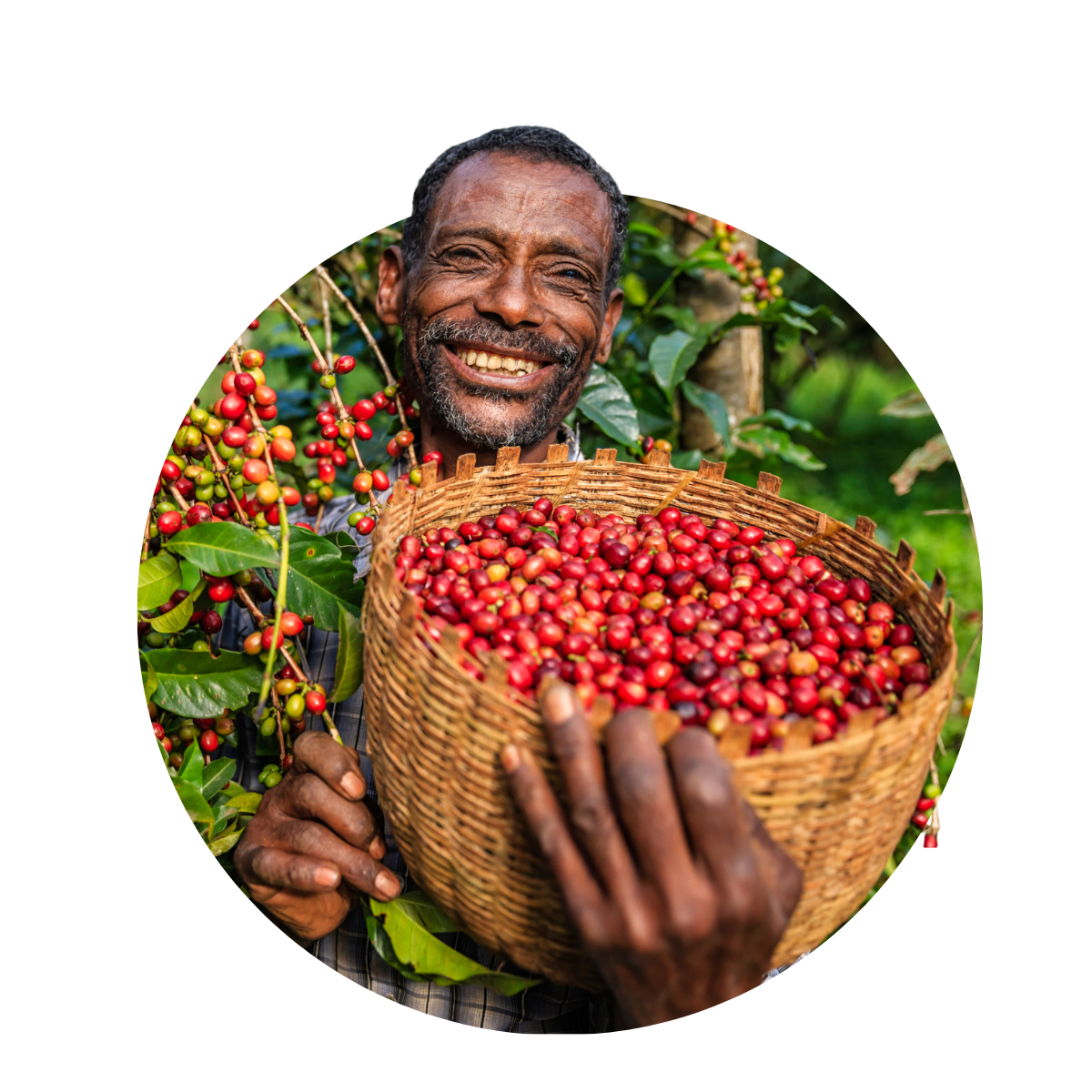 Coffee Harvest in Ethiopian Mountains